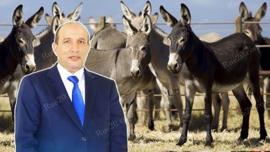 برلماني يتبرع ب 50 حمارا لضحايا الزلزال