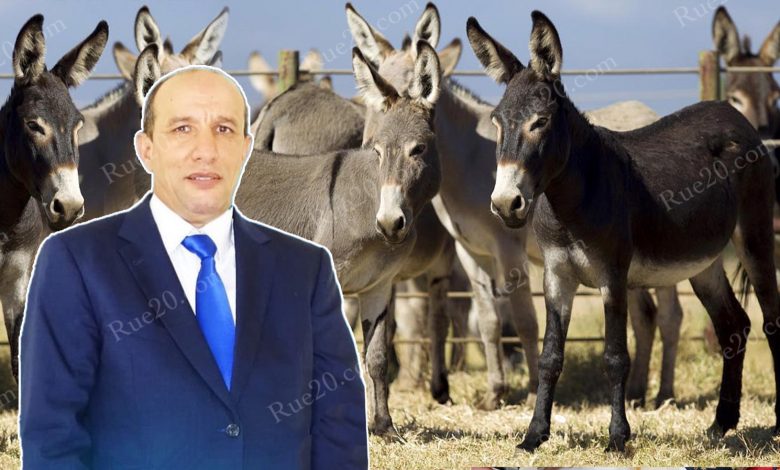 برلماني يتبرع ب 50 حمارا لضحايا الزلزال